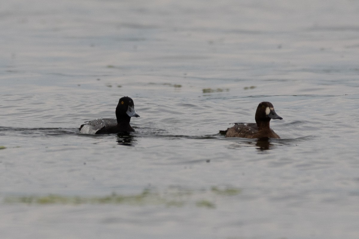 Greater Scaup - ML619160321