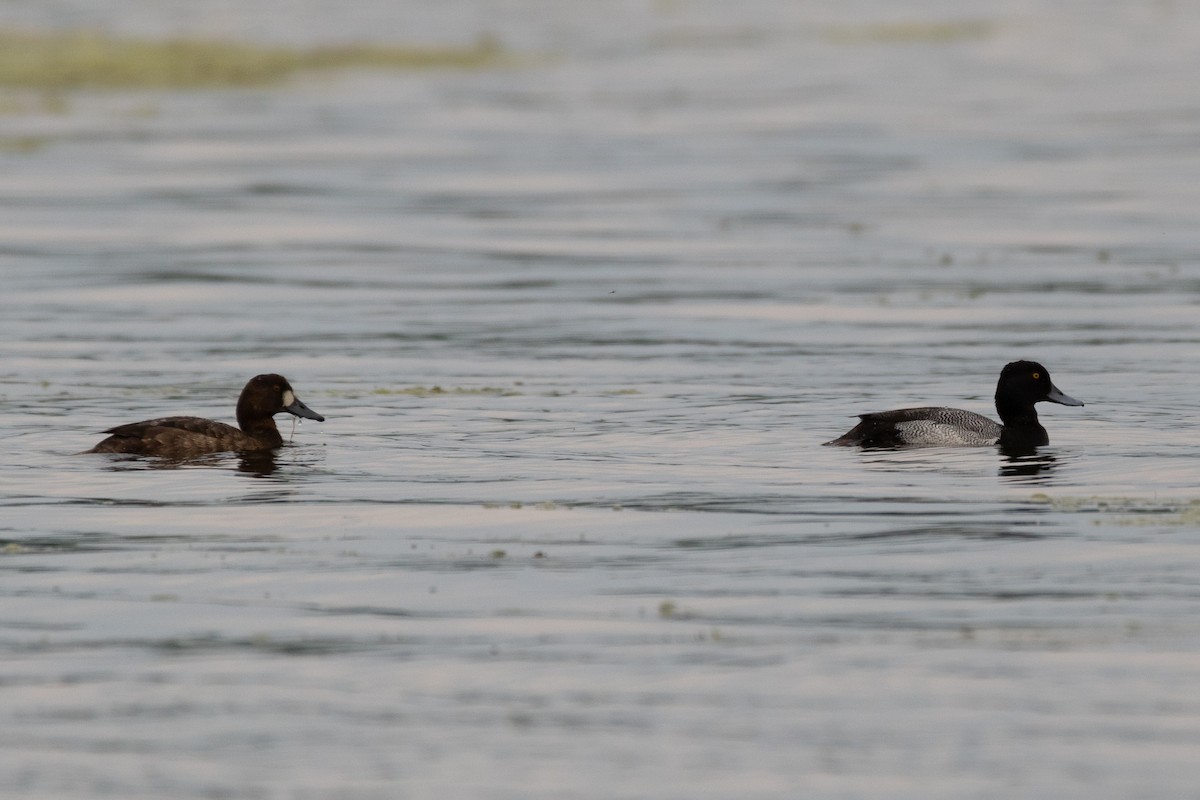 Greater Scaup - ML619160322