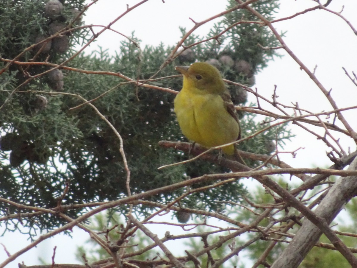 Western Tanager - ML619160328