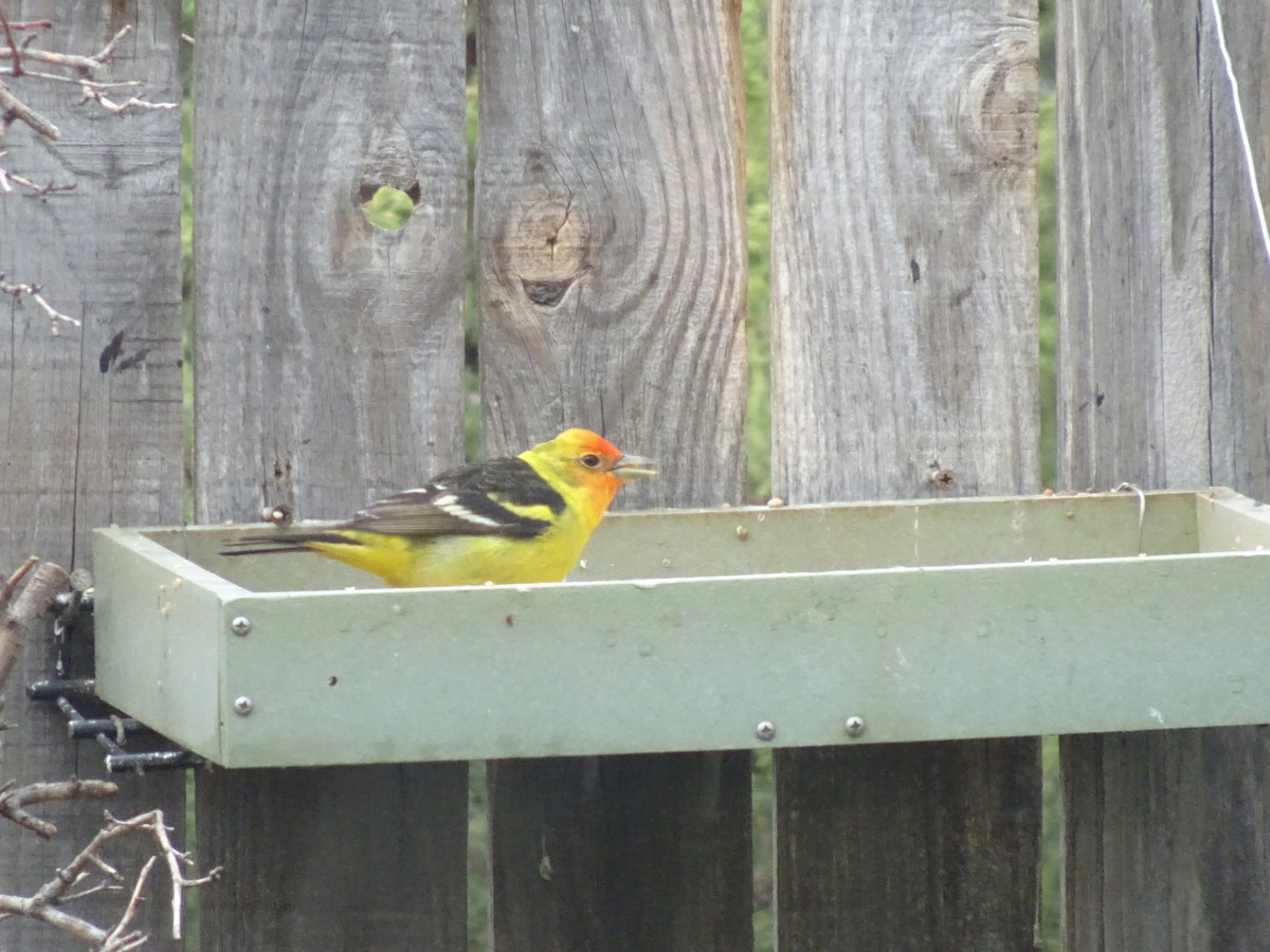 Western Tanager - ML619160334