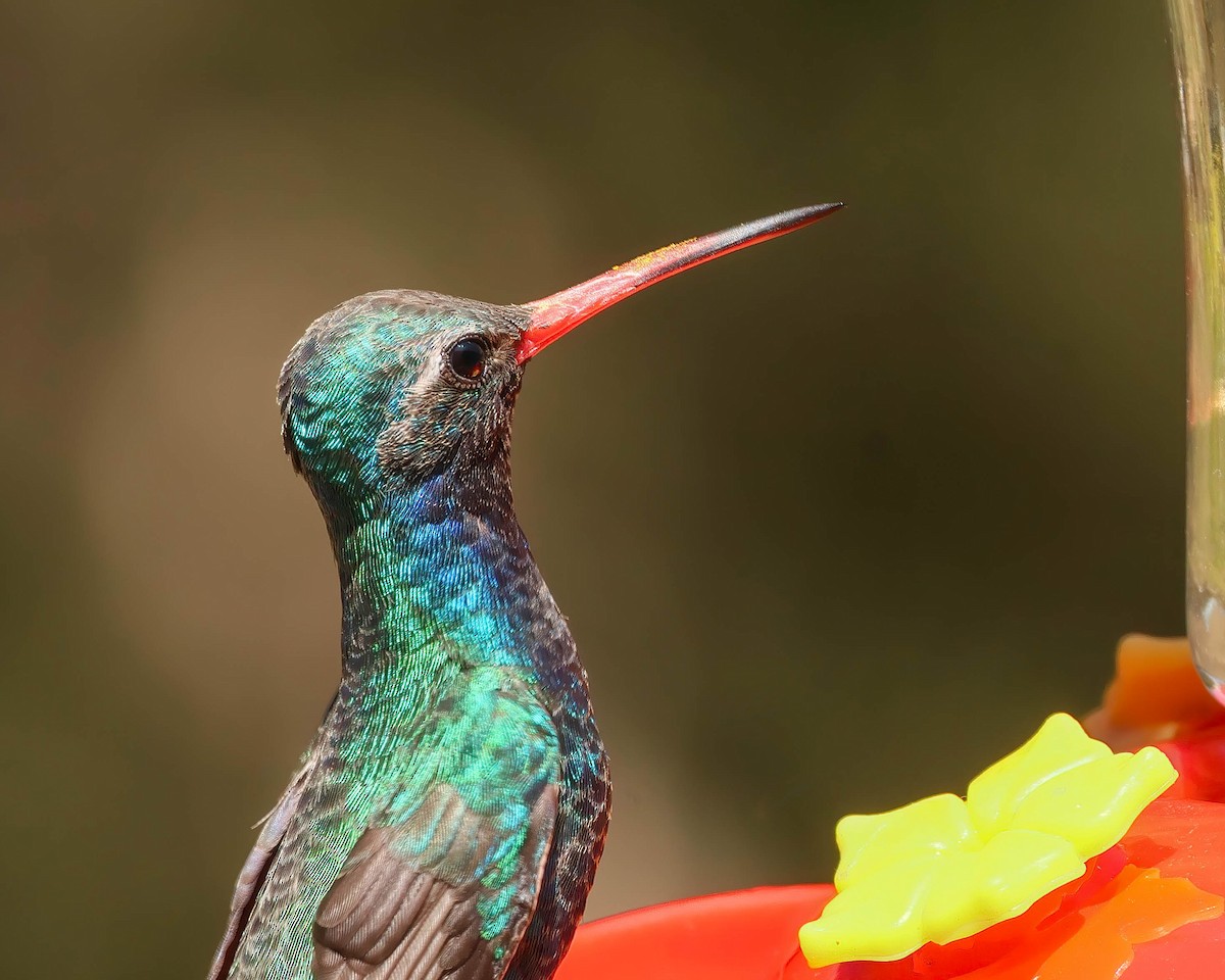Broad-billed Hummingbird - ML619160345