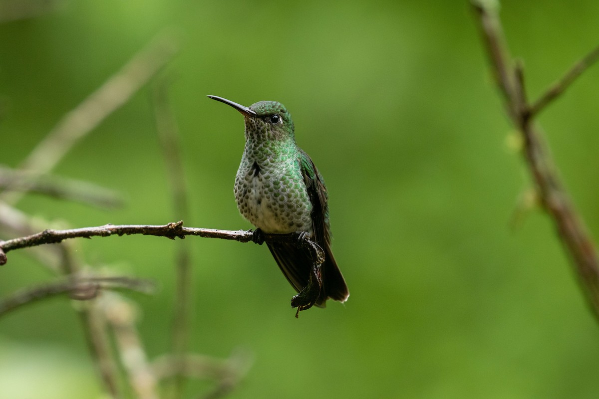 Many-spotted Hummingbird - ML619160372