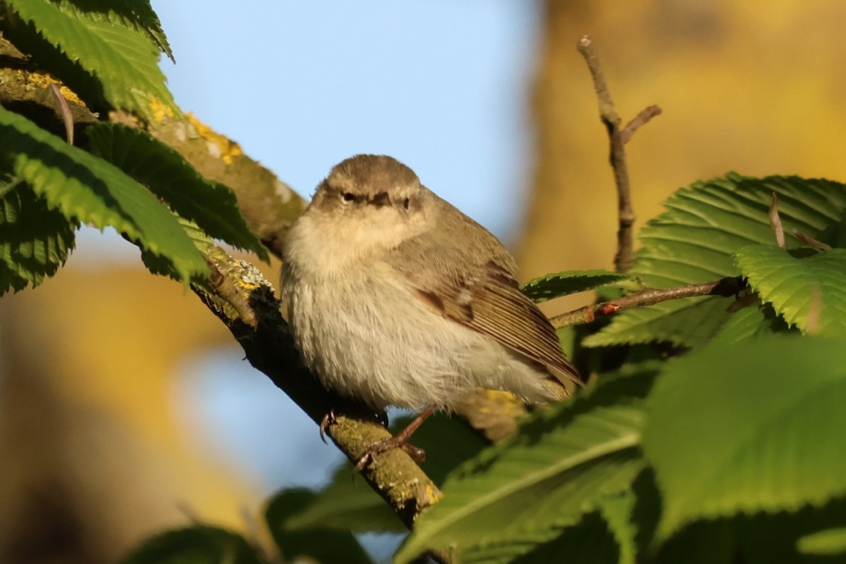 Hume's Warbler - ML619160446