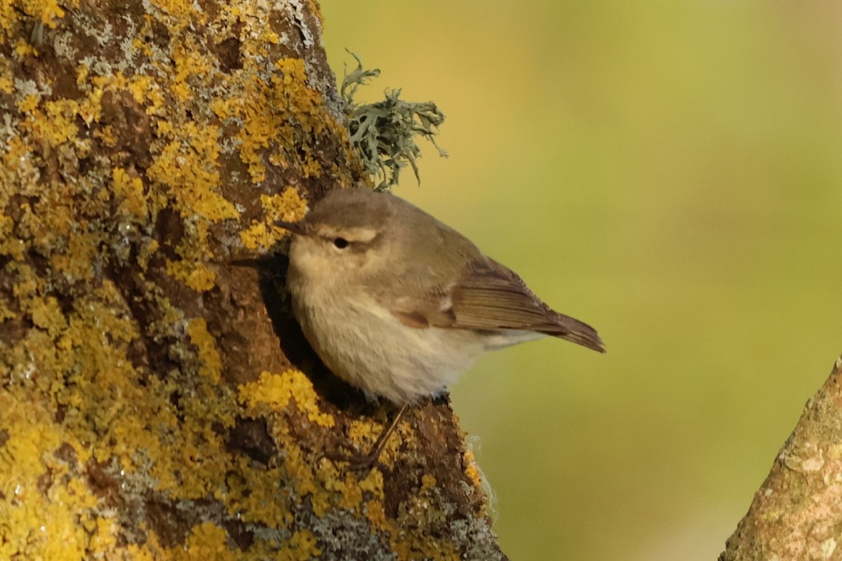 Hume's Warbler - ML619160447