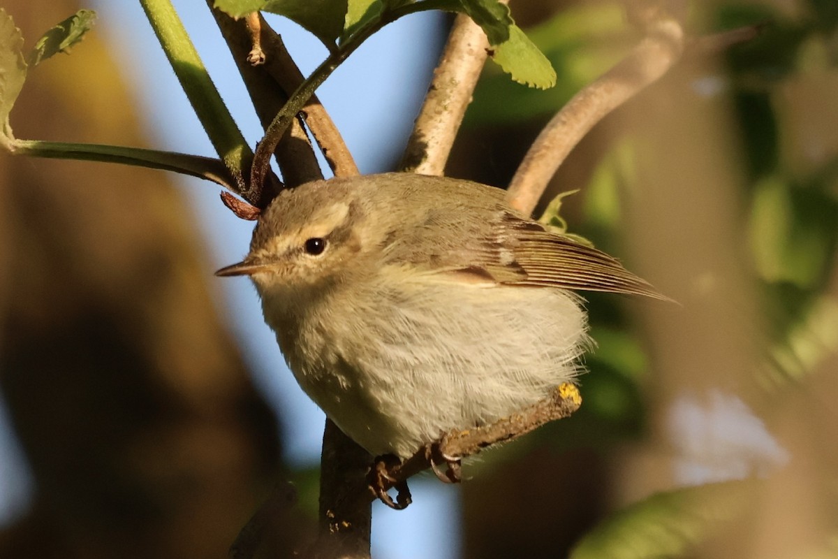 Hume's Warbler - ML619160449