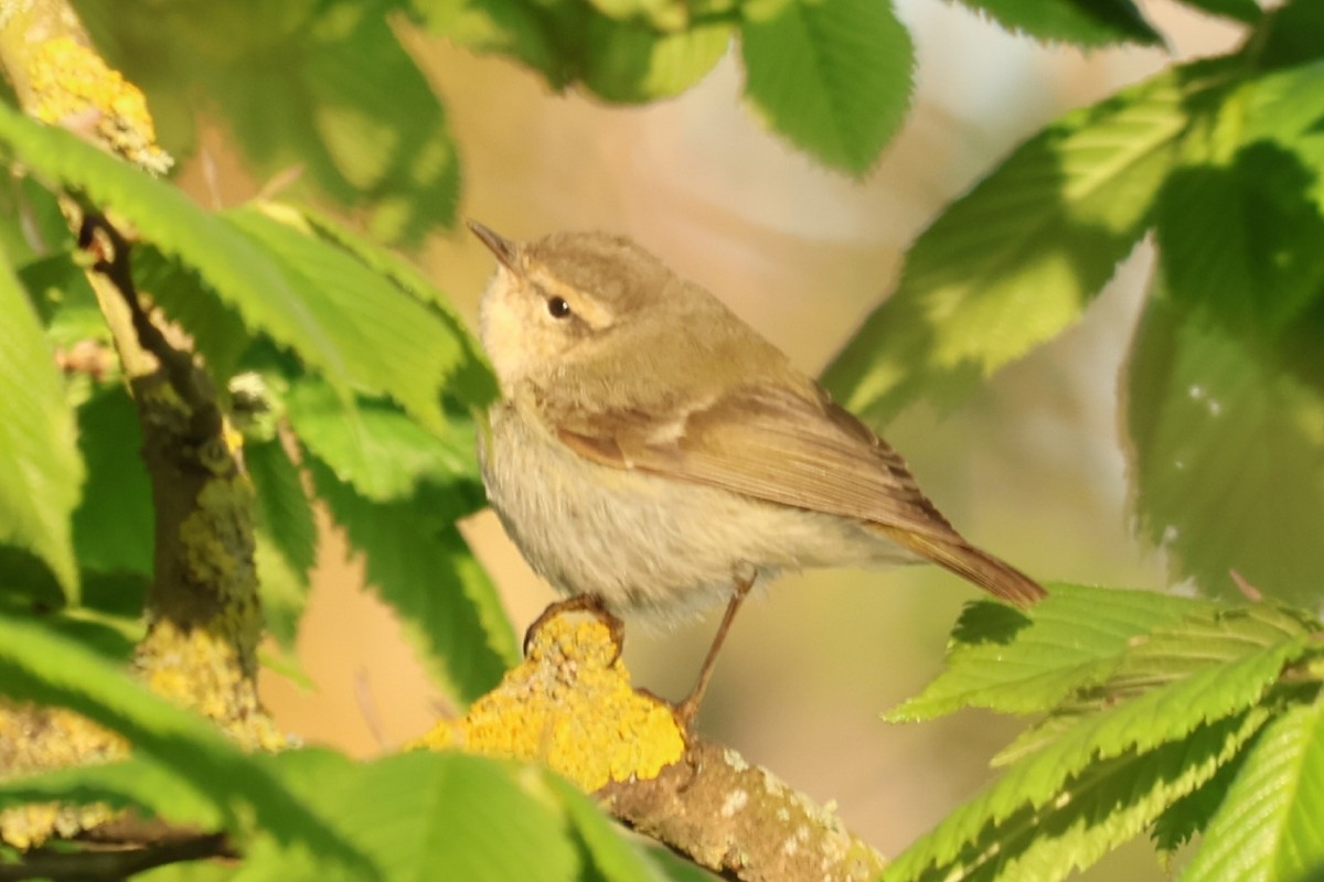 Hume's Warbler - ML619160450