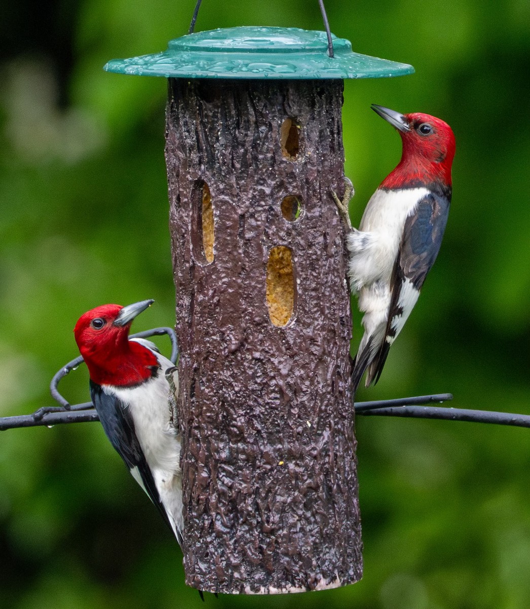 Red-headed Woodpecker - ML619160496