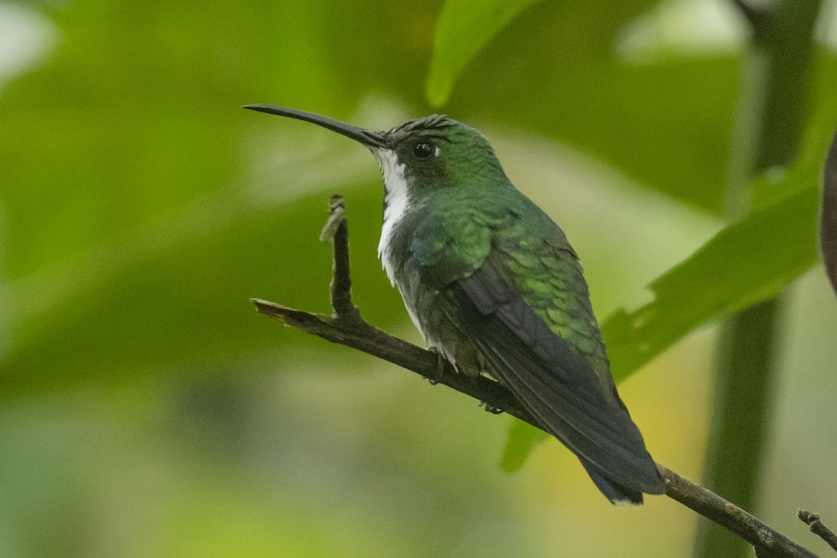 kolibřík tropický - ML619160507
