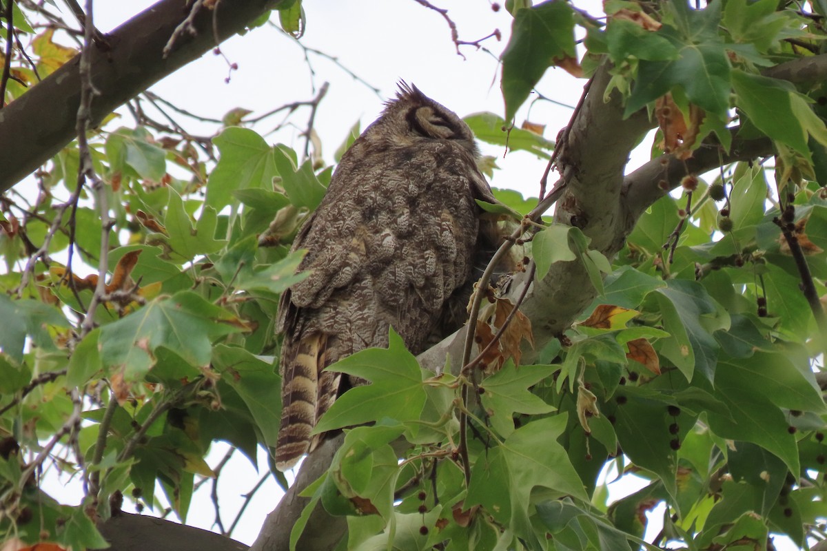 Great Horned Owl - ML619160513