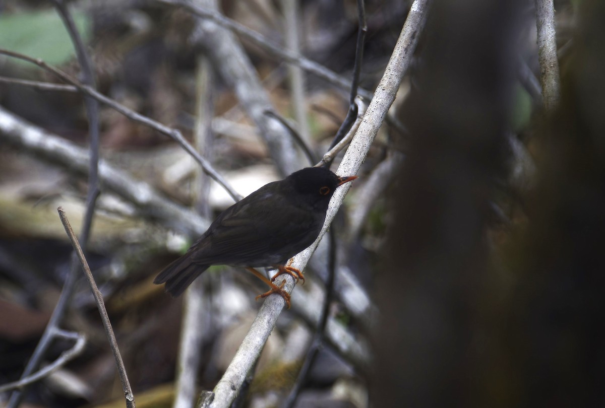 Black-headed Nightingale-Thrush - ML619160584