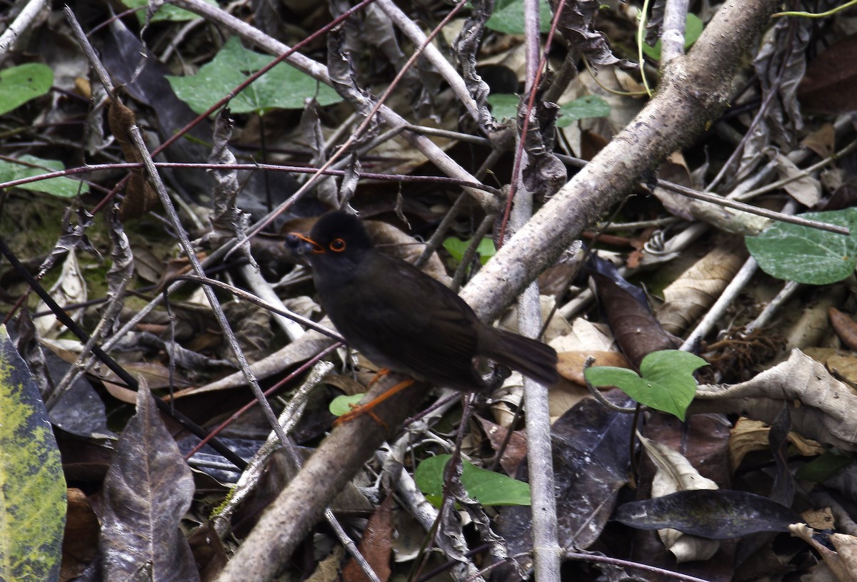 Black-headed Nightingale-Thrush - ML619160586