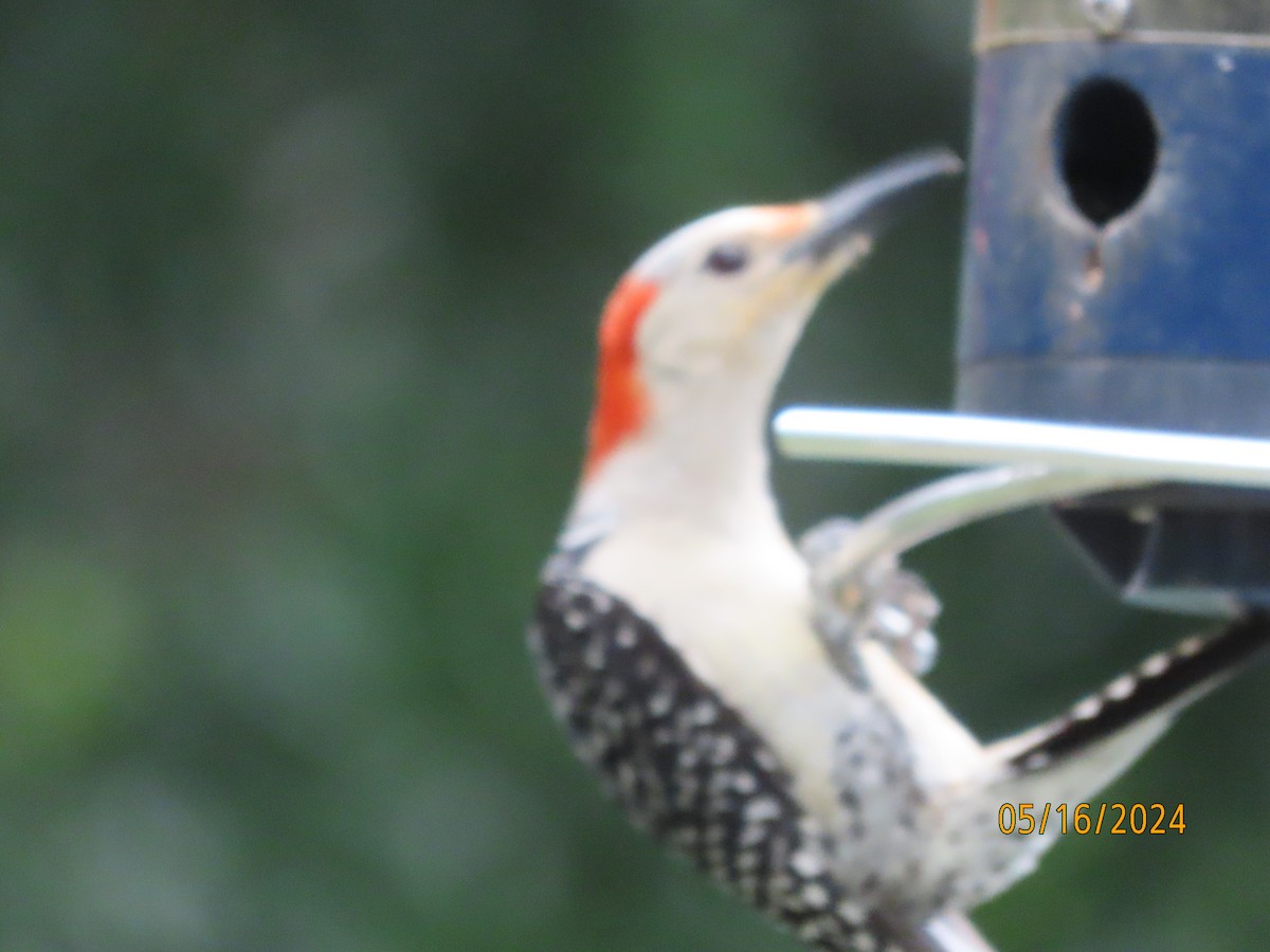 Red-bellied Woodpecker - ML619160596