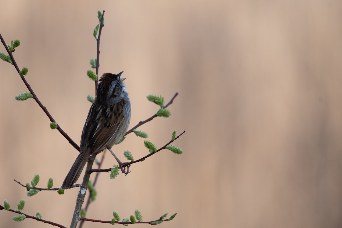 Swamp Sparrow - ML619160633