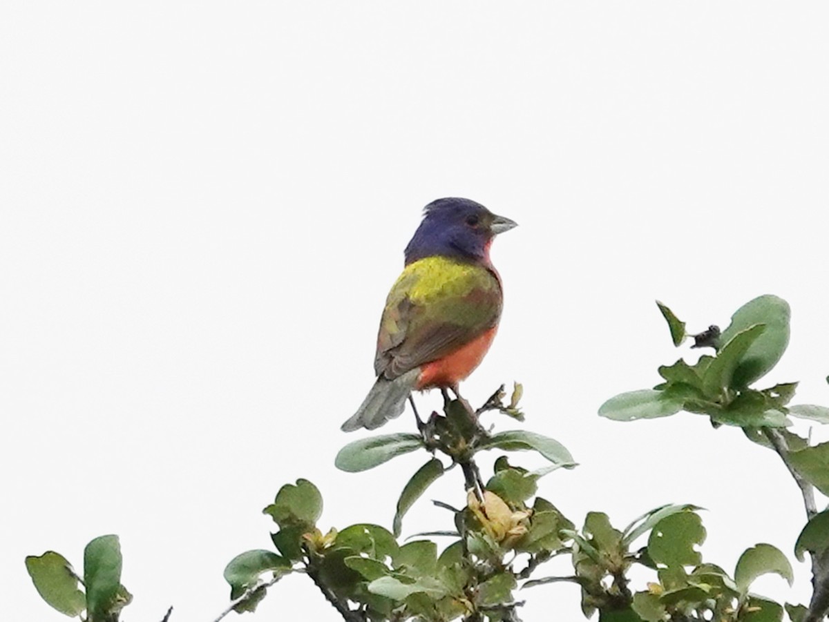 Painted Bunting - ML619160643