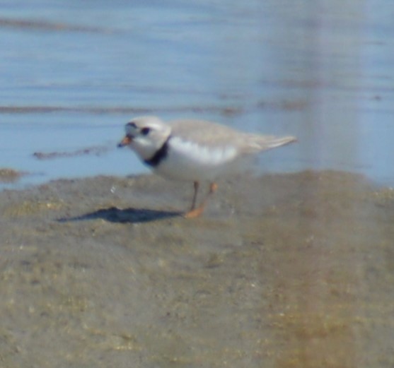 Piping Plover - ML619160644