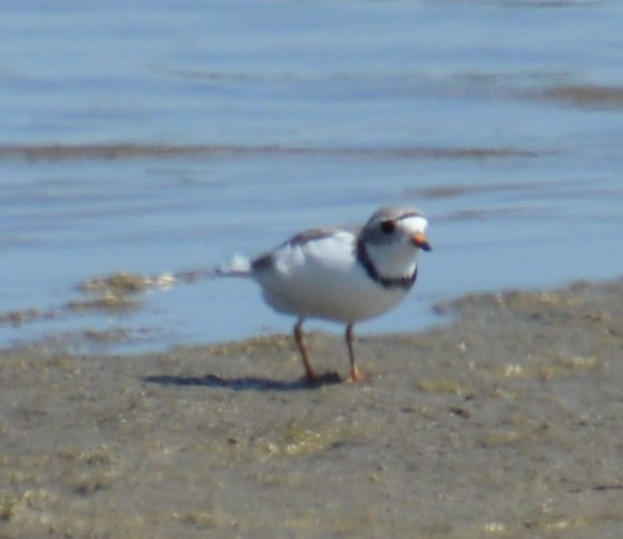 Piping Plover - ML619160645