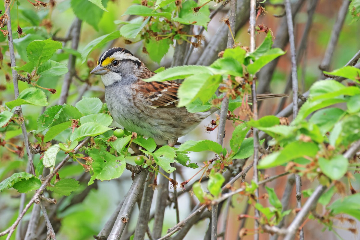 White-throated Sparrow - ML619160652