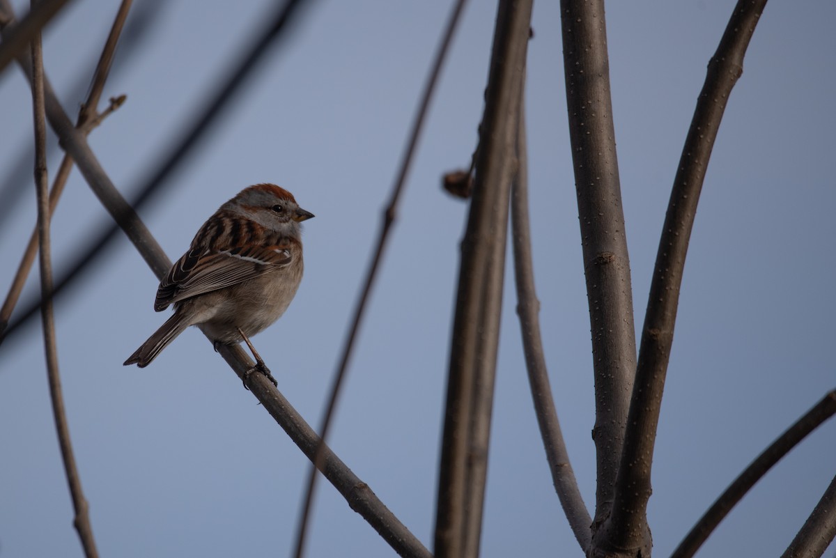 American Tree Sparrow - ML619160669