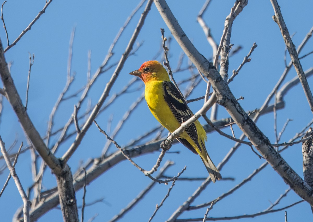 Western Tanager - ML619160676