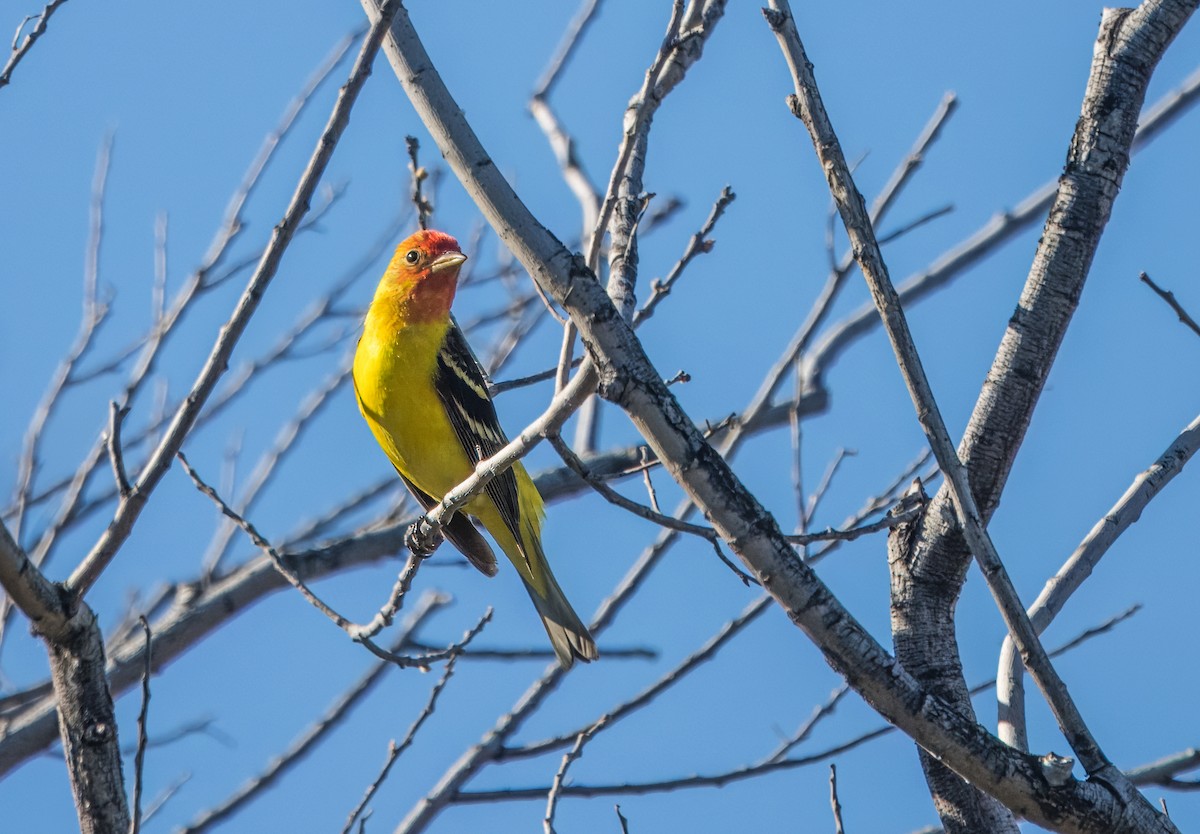 Western Tanager - ML619160678