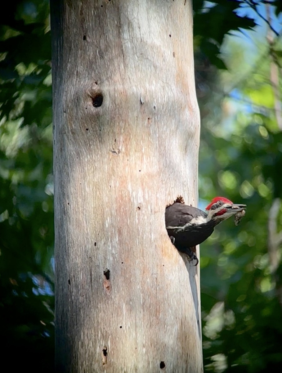 Pileated Woodpecker - ML619160697