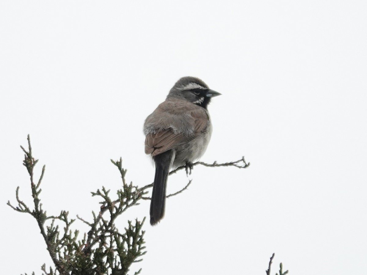 Black-throated Sparrow - ML619160710