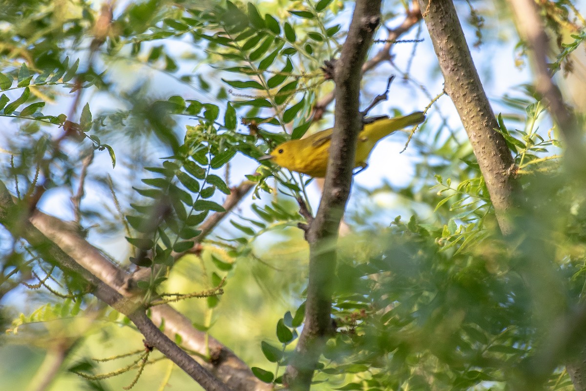 Yellow Warbler - ML619160762
