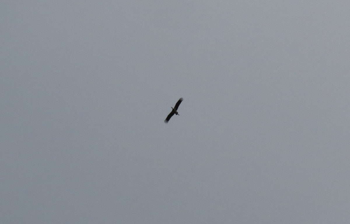 Black Stork - ML619160765