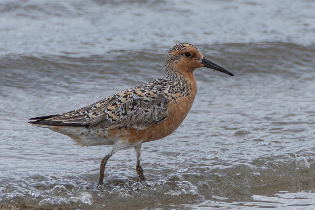 Red Knot - ML619160766