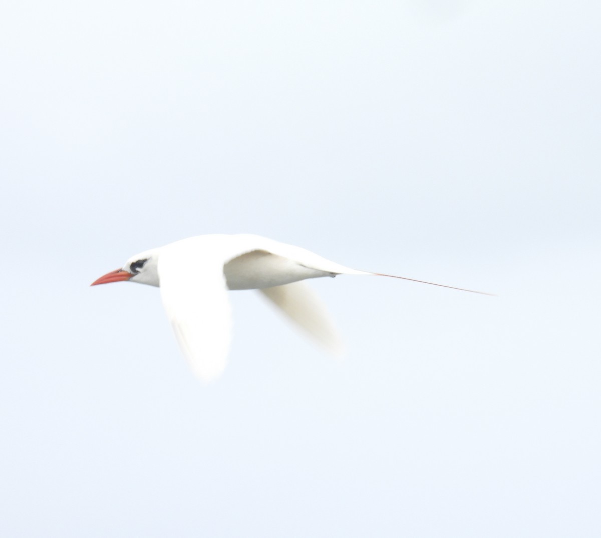 Red-tailed Tropicbird - ML619160788