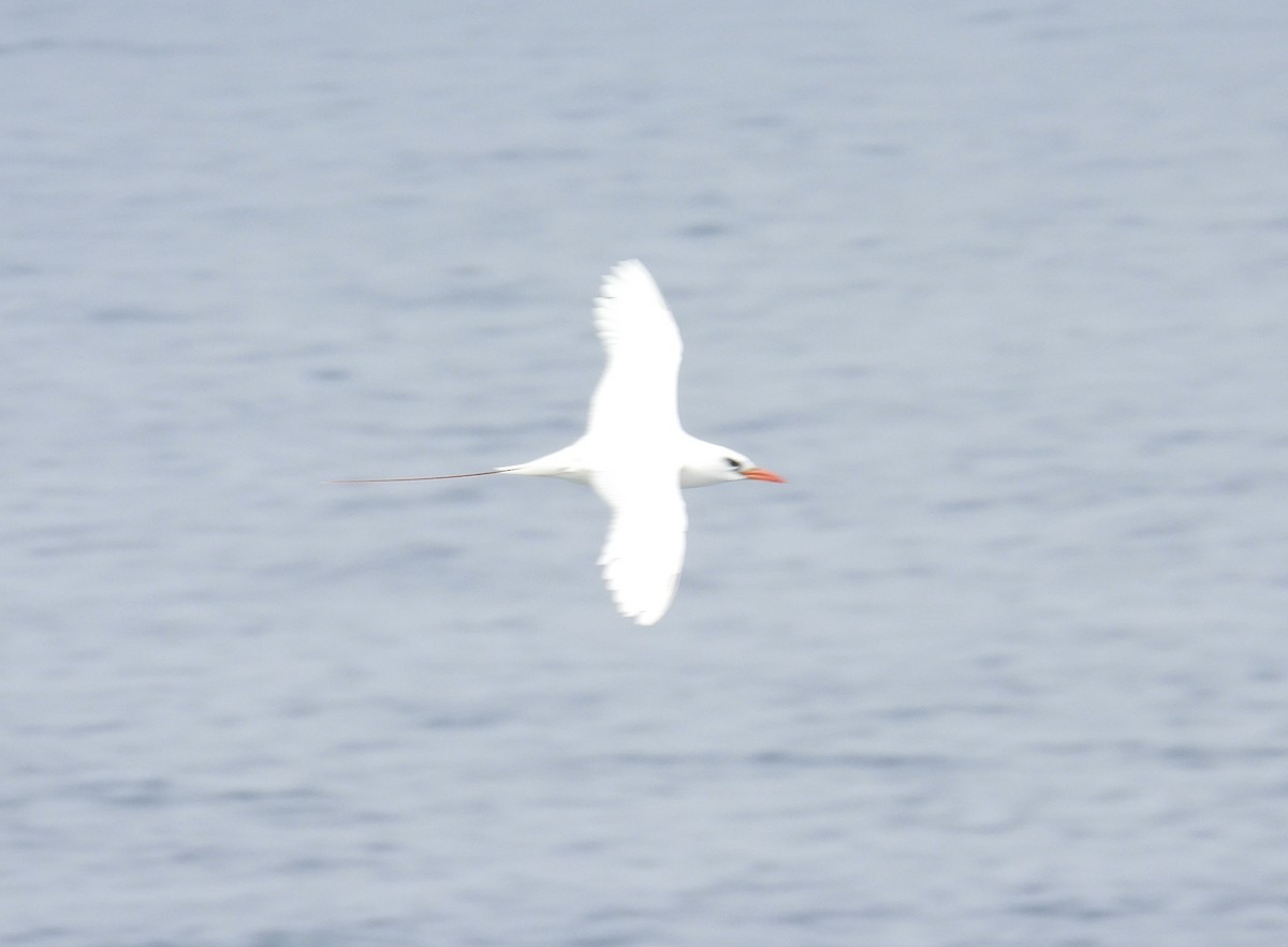 Red-tailed Tropicbird - ML619160789