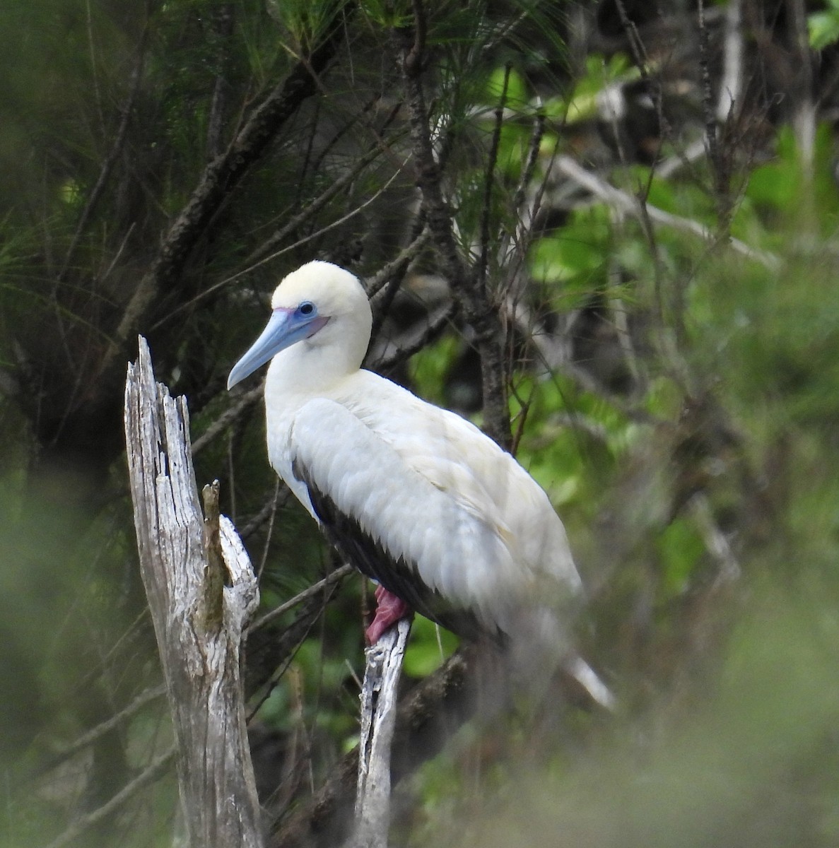 Red-footed Booby - ML619160852