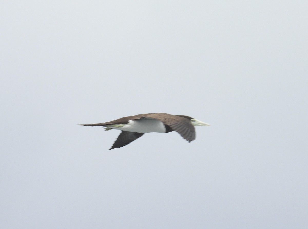 Brown Booby - ML619160896