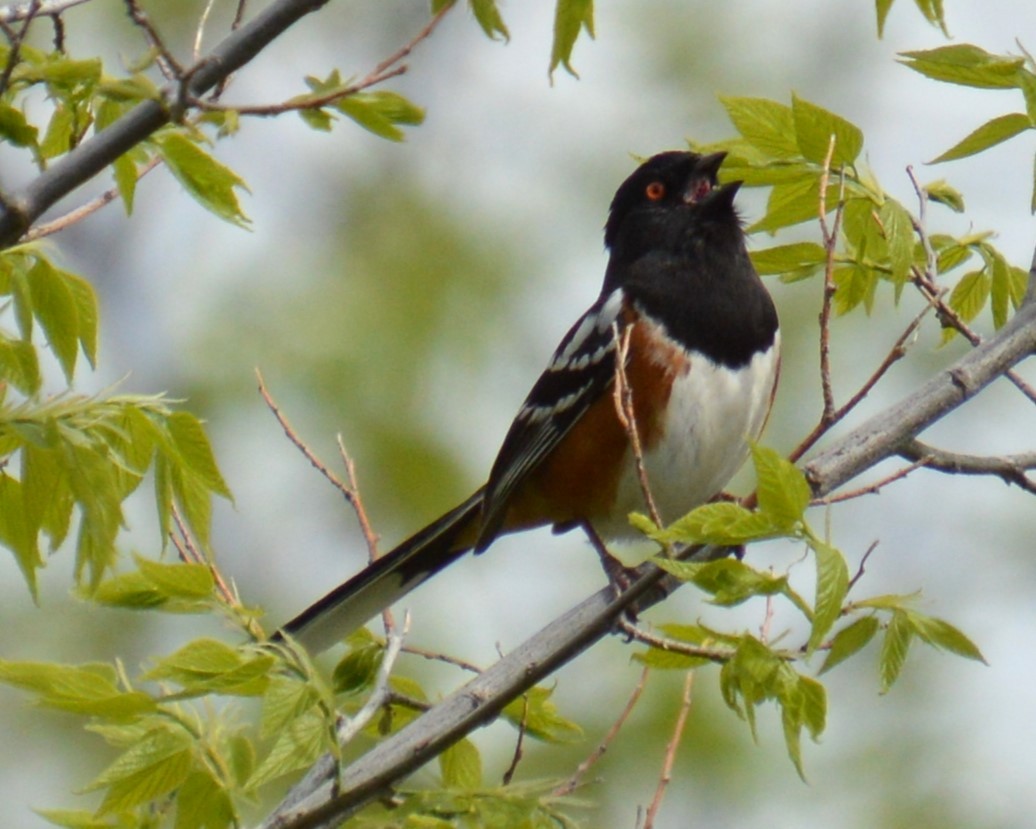 Spotted Towhee - ML619160919