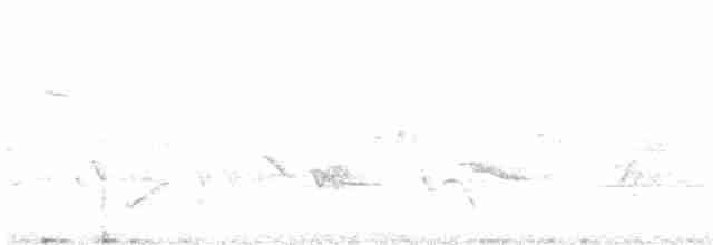 Amerika Tırmaşıkkuşu (albescens/alticola) - ML619160925