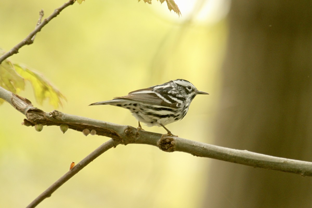 Black-and-white Warbler - ML619160928