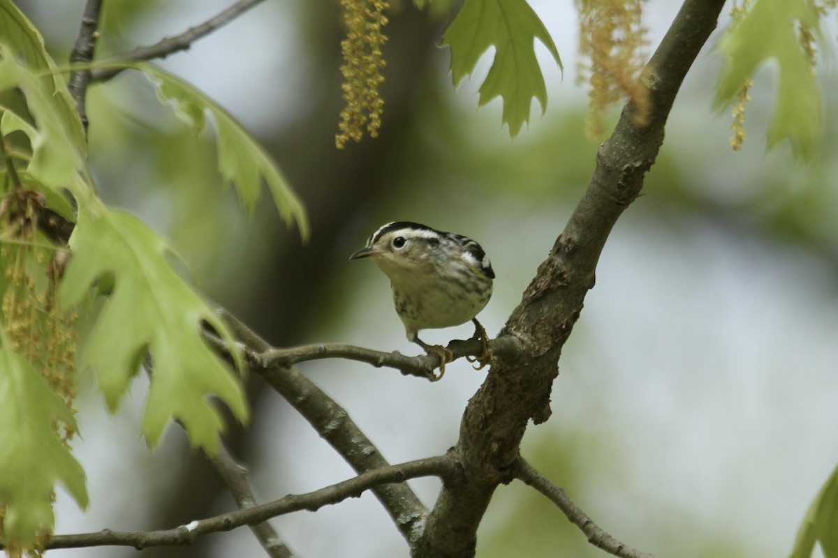 Black-and-white Warbler - ML619160934
