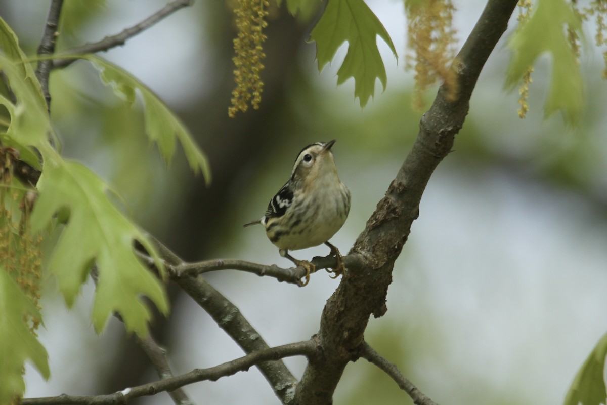 Black-and-white Warbler - ML619160938