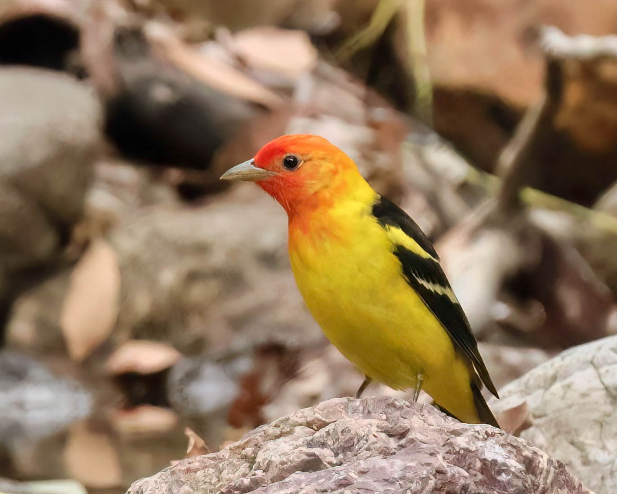 Western Tanager - ML619160942