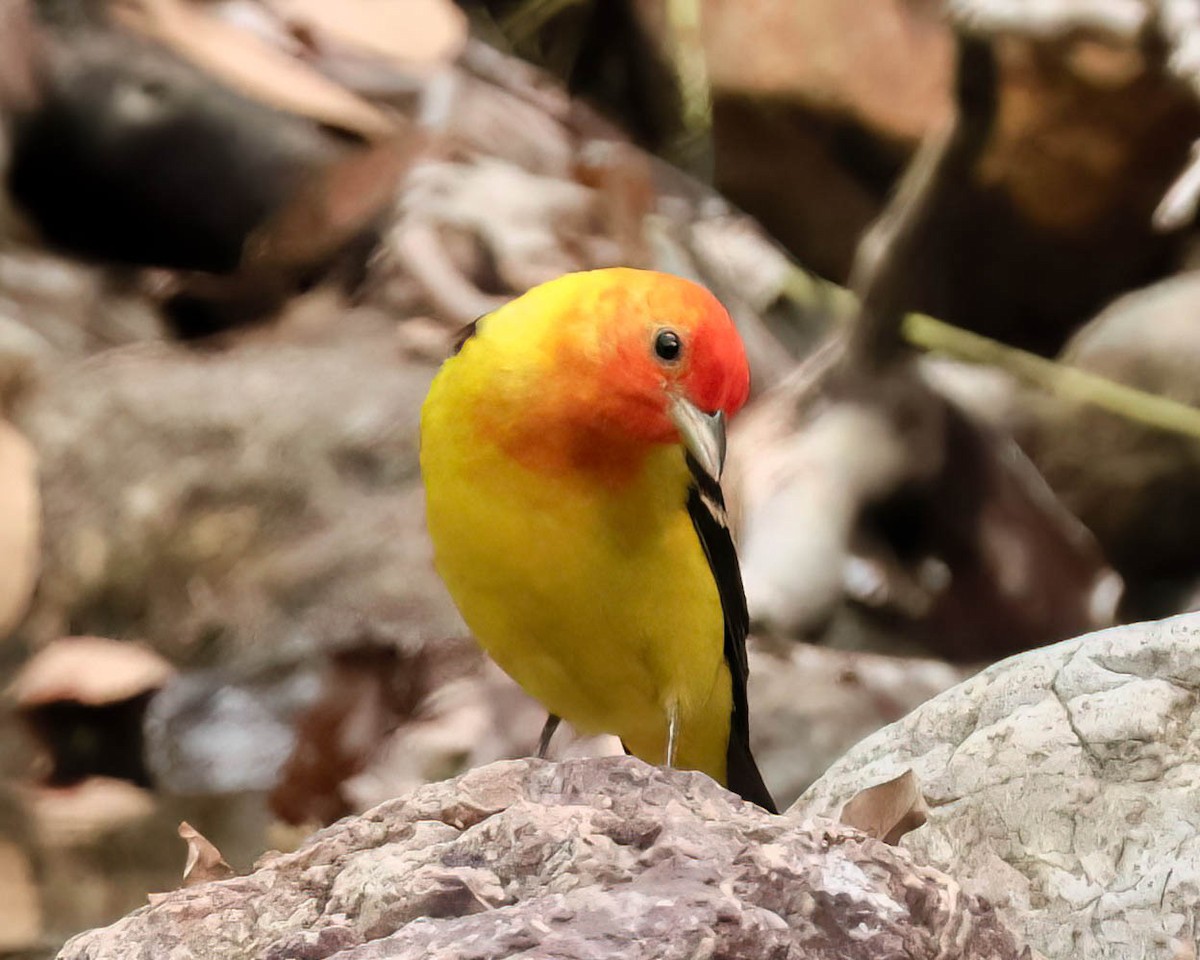 Western Tanager - ML619160943
