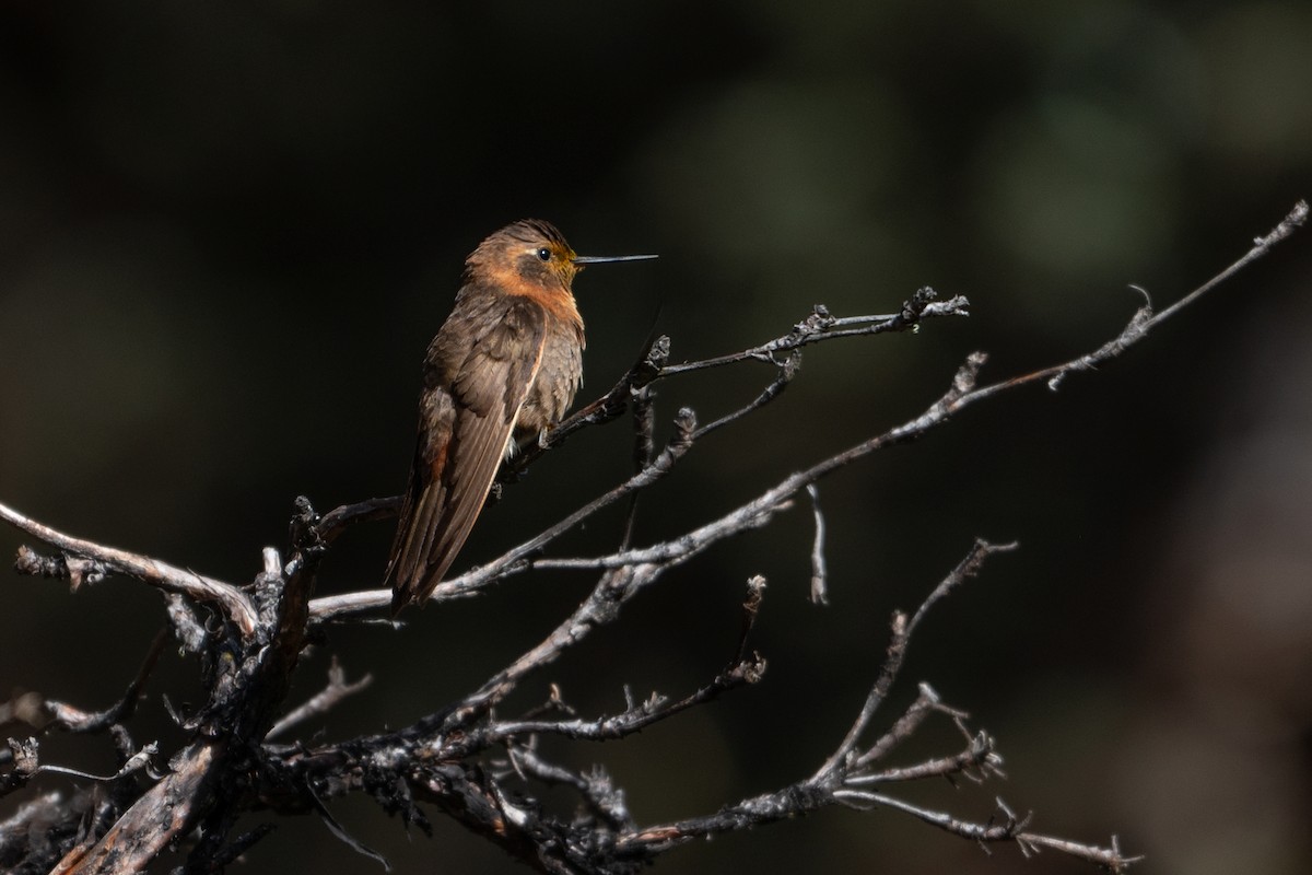 kolibřík duhovohřbetý - ML619160962