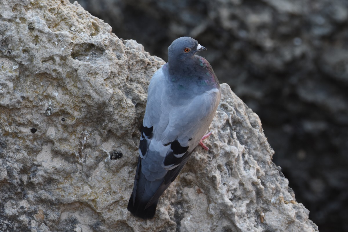 Rock Pigeon (Feral Pigeon) - ML619160963