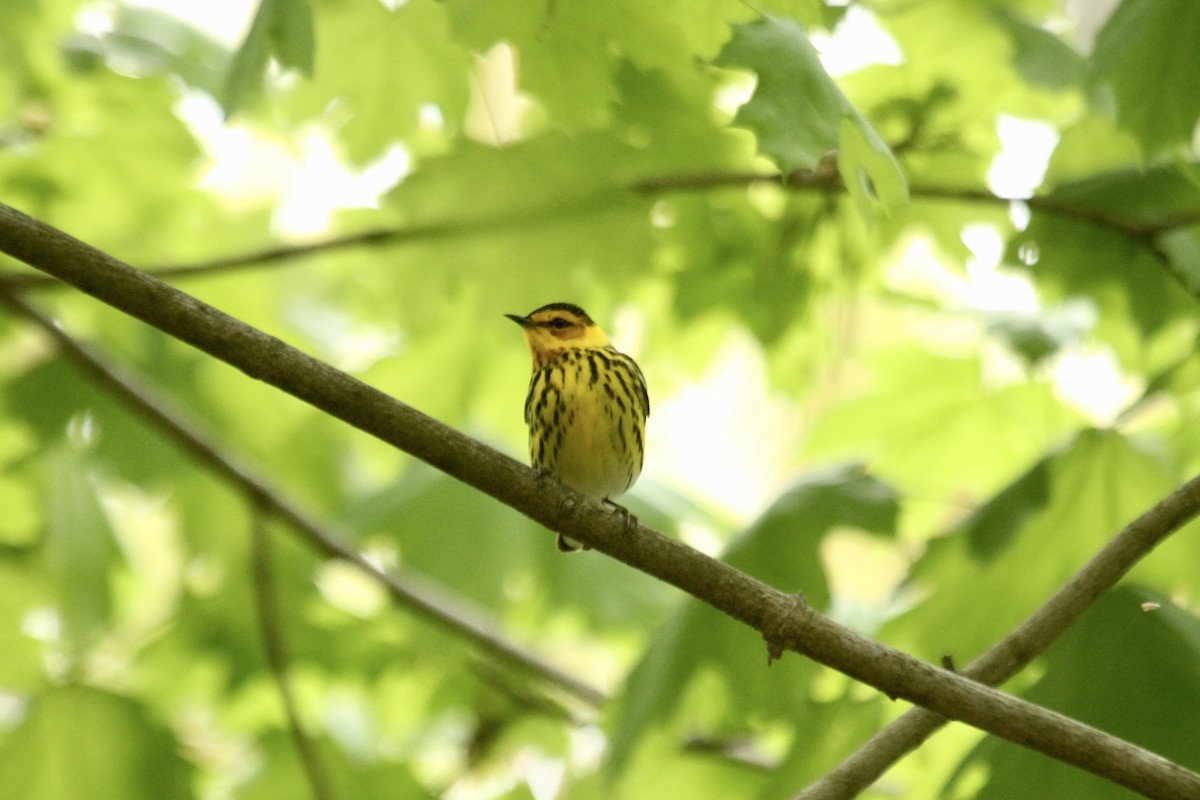 Cape May Warbler - ML619160973