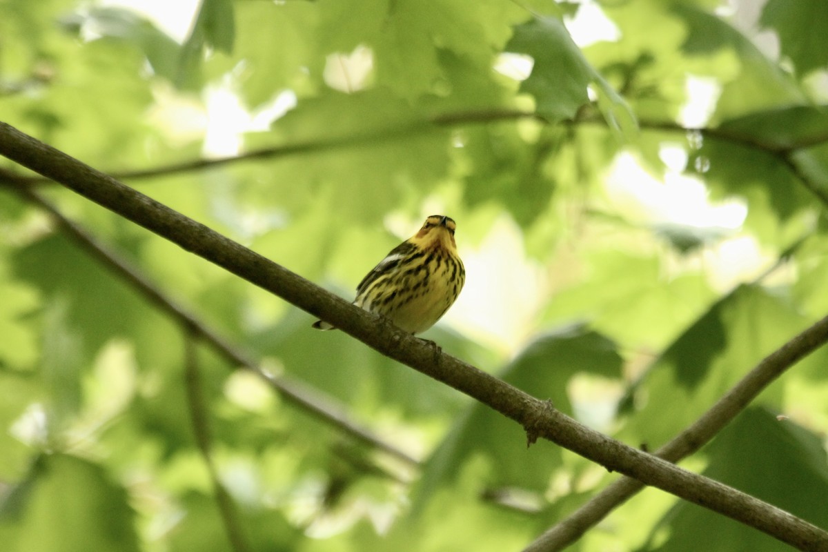 Cape May Warbler - ML619160974