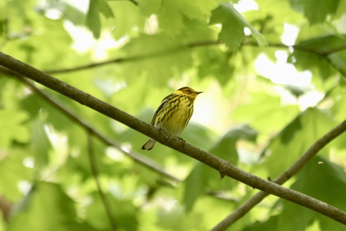 Cape May Warbler - ML619160975