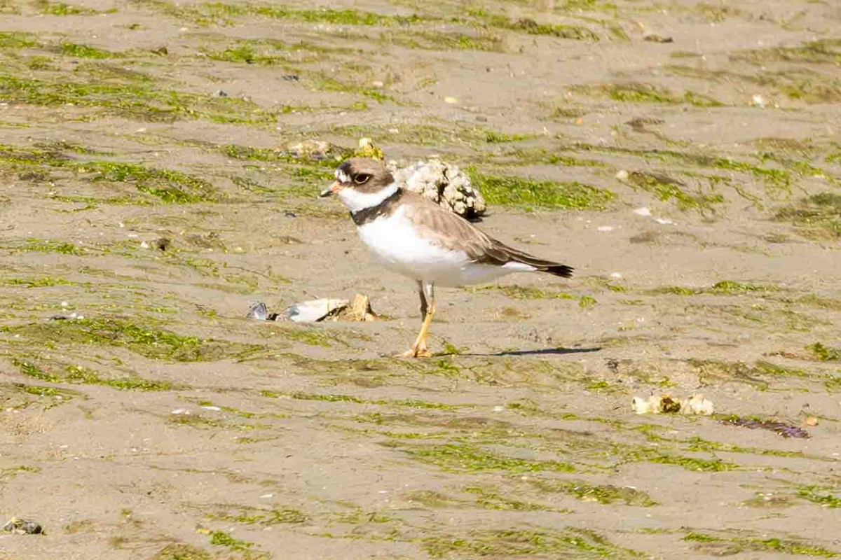 Semipalmated Plover - ML619161000