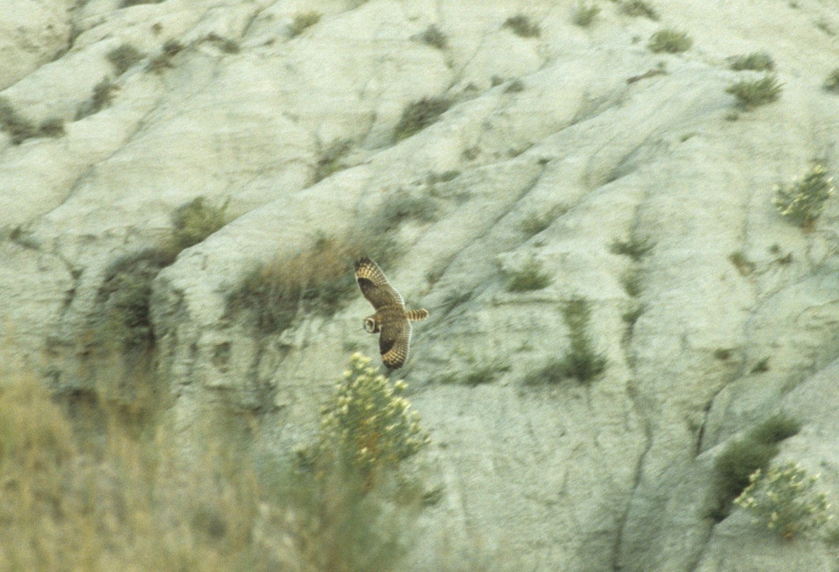 Short-eared Owl - ML619161075