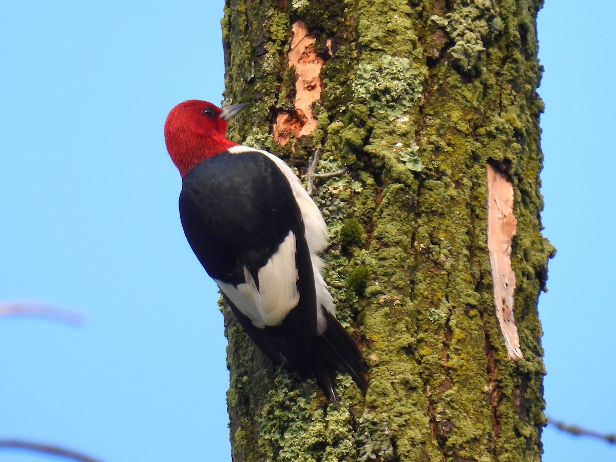 Red-headed Woodpecker - ML619161124