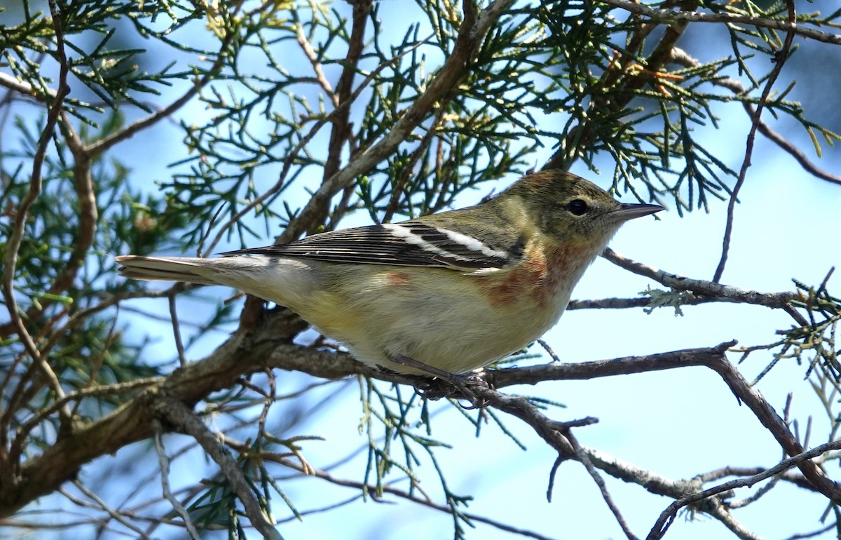 Bay-breasted Warbler - ML619161126