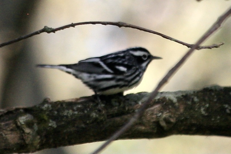 Black-and-white Warbler - ML619161146